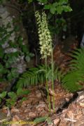 Epipactis purpurata